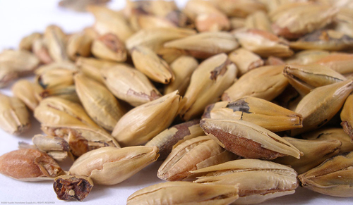 (image for) Biscuit Malt Crushed