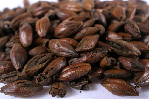 (image for) Chocolate Malt Crushed