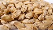 (image for) Pilsner Malt Crushed