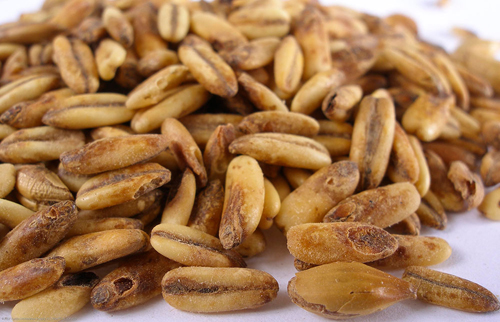 (image for) Oat Malt Crushed