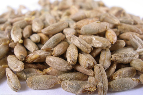 (image for) Pale Rye Malt Crushed