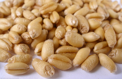 (image for) Torrefied Wheat Crushed